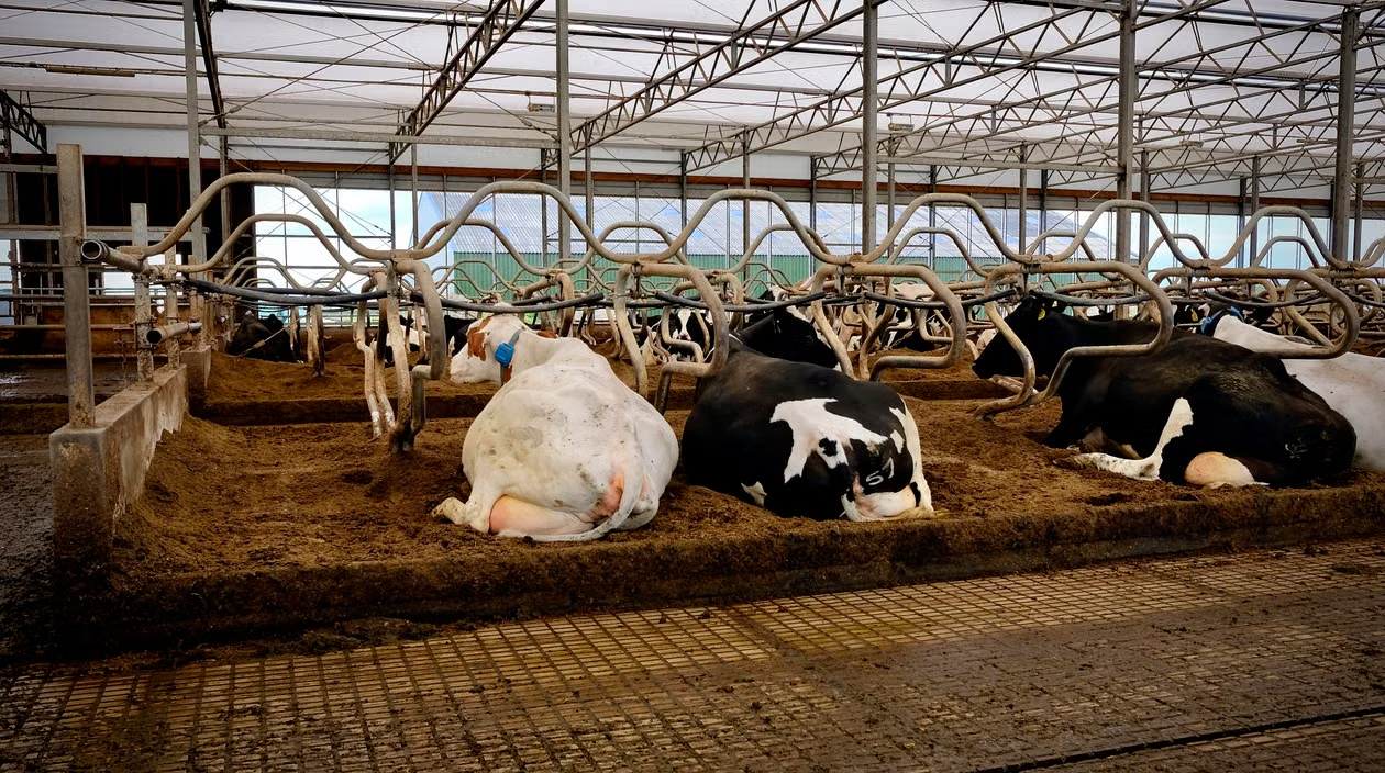 Ferme de animale
